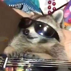 Meet your Posher, Scout